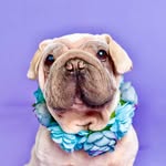 morkskywalker profile picture