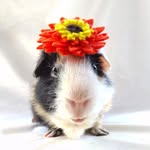 morusuper profile picture