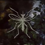 mosquitofishpictures profile picture