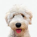 mostlythedoodle profile picture