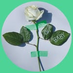 motherprojectofficial profile picture