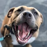 mothescreamingstaffy profile picture