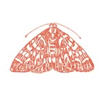 mothstories profile picture