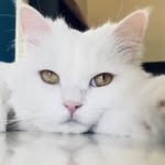 mounirothecat profile picture