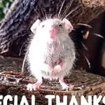 mouster.gustav profile picture