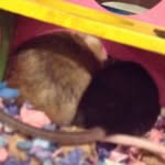 mousylover profile picture