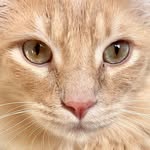 mowglibaby_thecat profile picture
