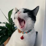 mowglithehobo profile picture