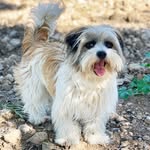 moxie_the_shorkie profile picture