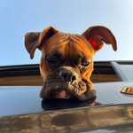 mr.bruno_theboxer profile picture