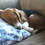 mr.charlie.beagle profile picture