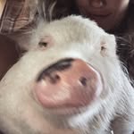 mr.charliethepig profile picture