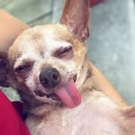 mr.crowley_chichi profile picture