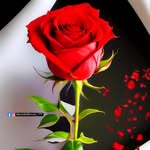 mr._devil_mehta profile picture