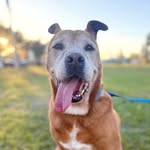 mr.jones_furever_home profile picture