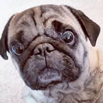 mr.kellan_pug profile picture