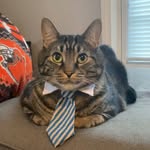 mr.milothechonk profile picture