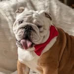 mr.nugsthebulldog profile picture