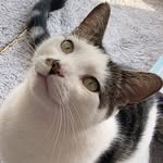 mr.puss.wilf profile picture