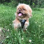 mr.snicker.doodle profile picture