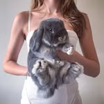 mr.teddybunny profile picture