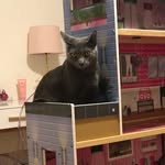 mr_buddha_cat_ profile picture