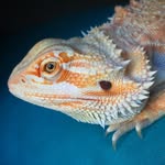 mr_john_dragon profile picture