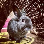 mr_papaya_the_bunny profile picture