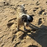 mrbertiedog profile picture