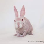 mrbigglesworthrabbit profile picture