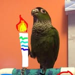 mrjeffthebird profile picture