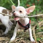 mrlittlebigheart profile picture