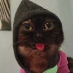 mrmagoothecatandfriends profile picture
