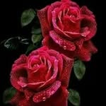 mrnmbshr profile picture