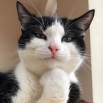 mrpicklesthefeline profile picture