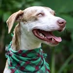 mrtommyshelbythedog profile picture