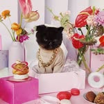 muaddibthecat profile picture