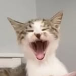 muffinmiffie profile picture