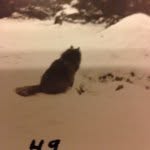 muffyandsnow profile picture