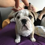 mulanbou profile picture