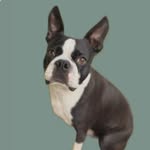 mulliganthebostonterrier profile picture