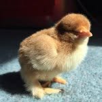 mumblethechicken profile picture