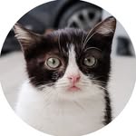 munchkinthemuncherr profile picture