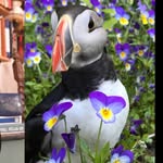mundi_the_blind_puffin profile picture