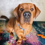 murphy_the_miniwalrus profile picture