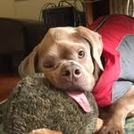 murraythedisableddog profile picture
