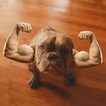 musclemoka profile picture