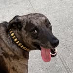 mushbone profile picture