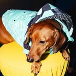 mushuthebrat profile picture