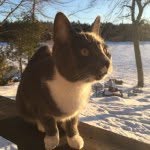my3kitties profile picture